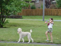 standard poodle white.JPG